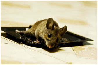 mouse-traps